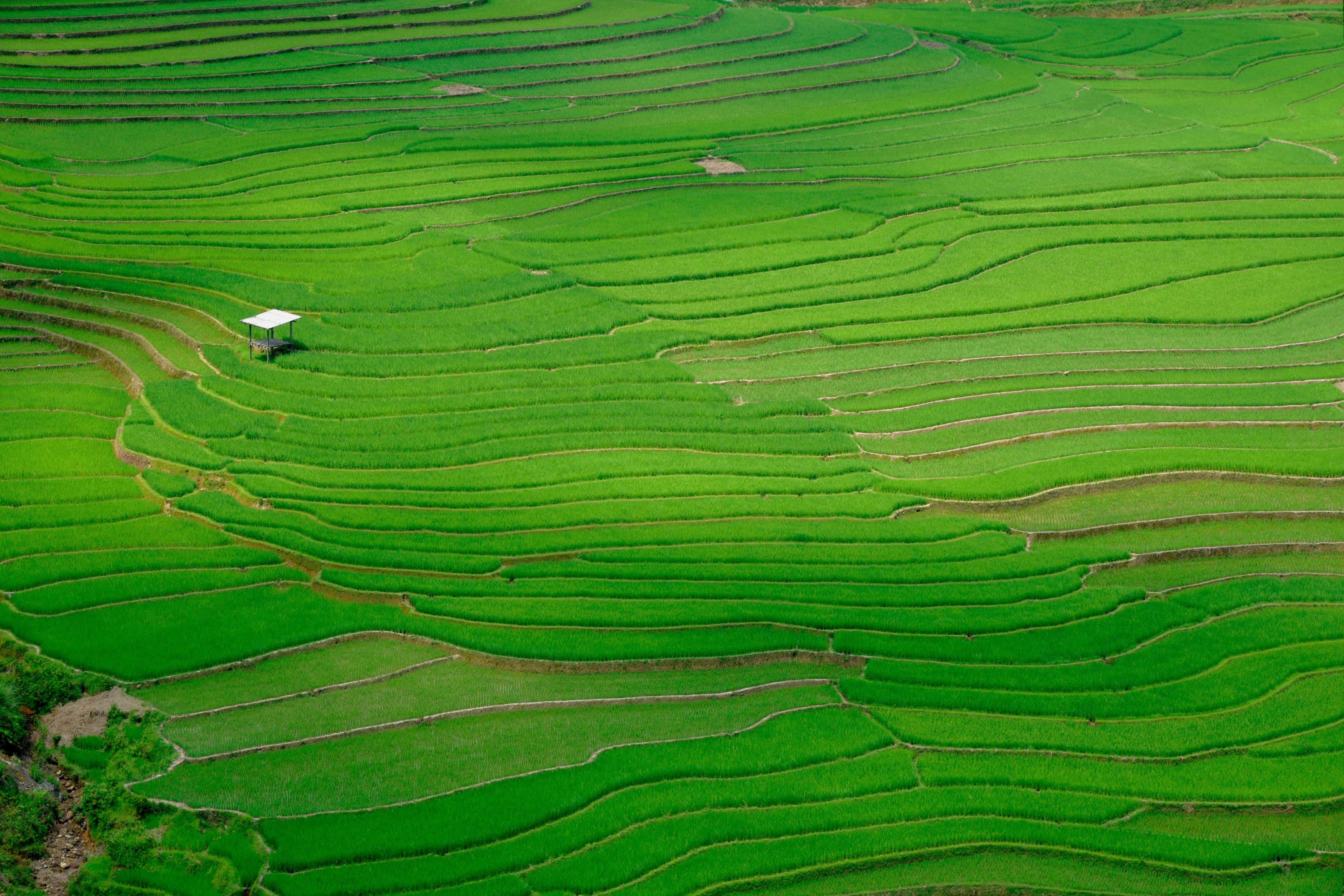 Rice_Field_RGB_0119_4512x3008px_72dpi