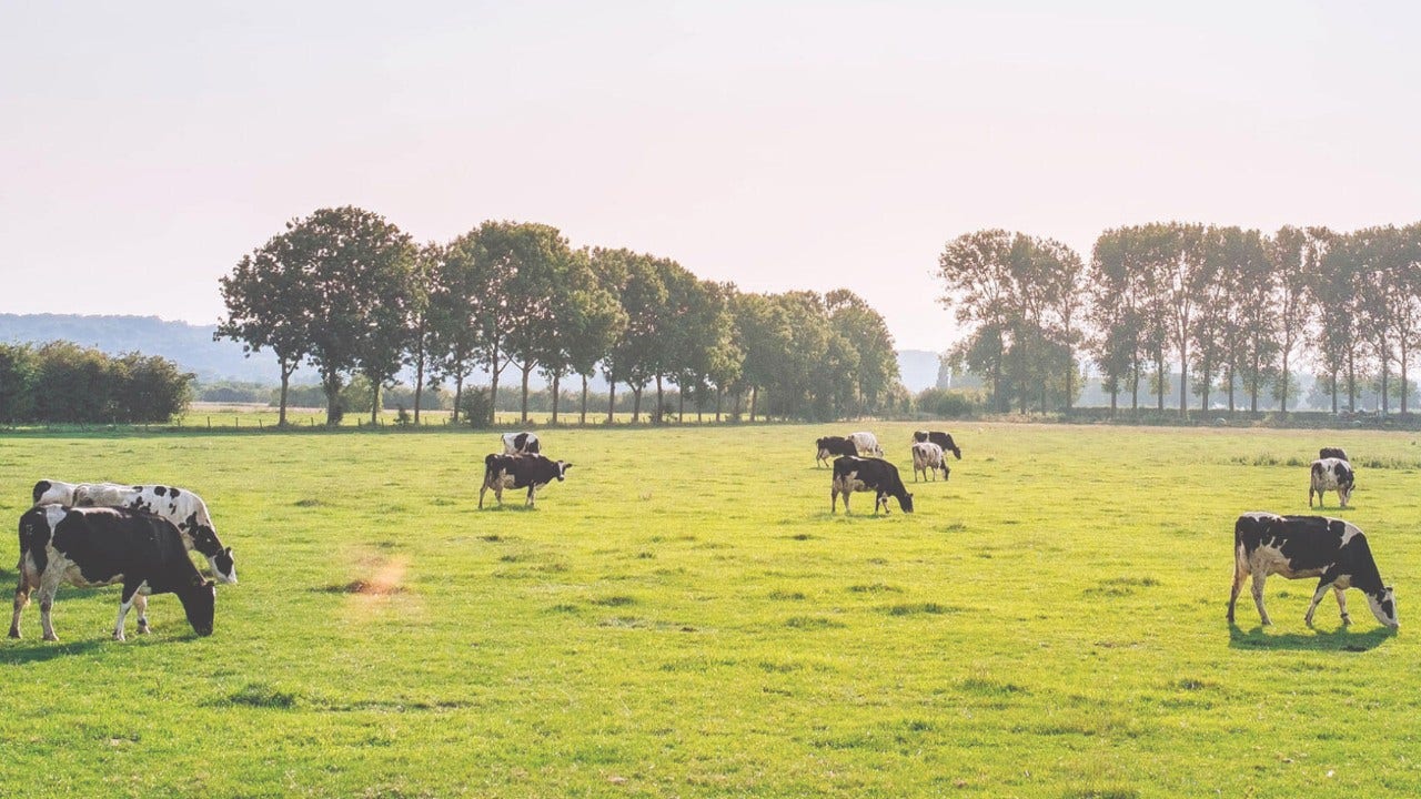 Membrane filters for food and dairy applications