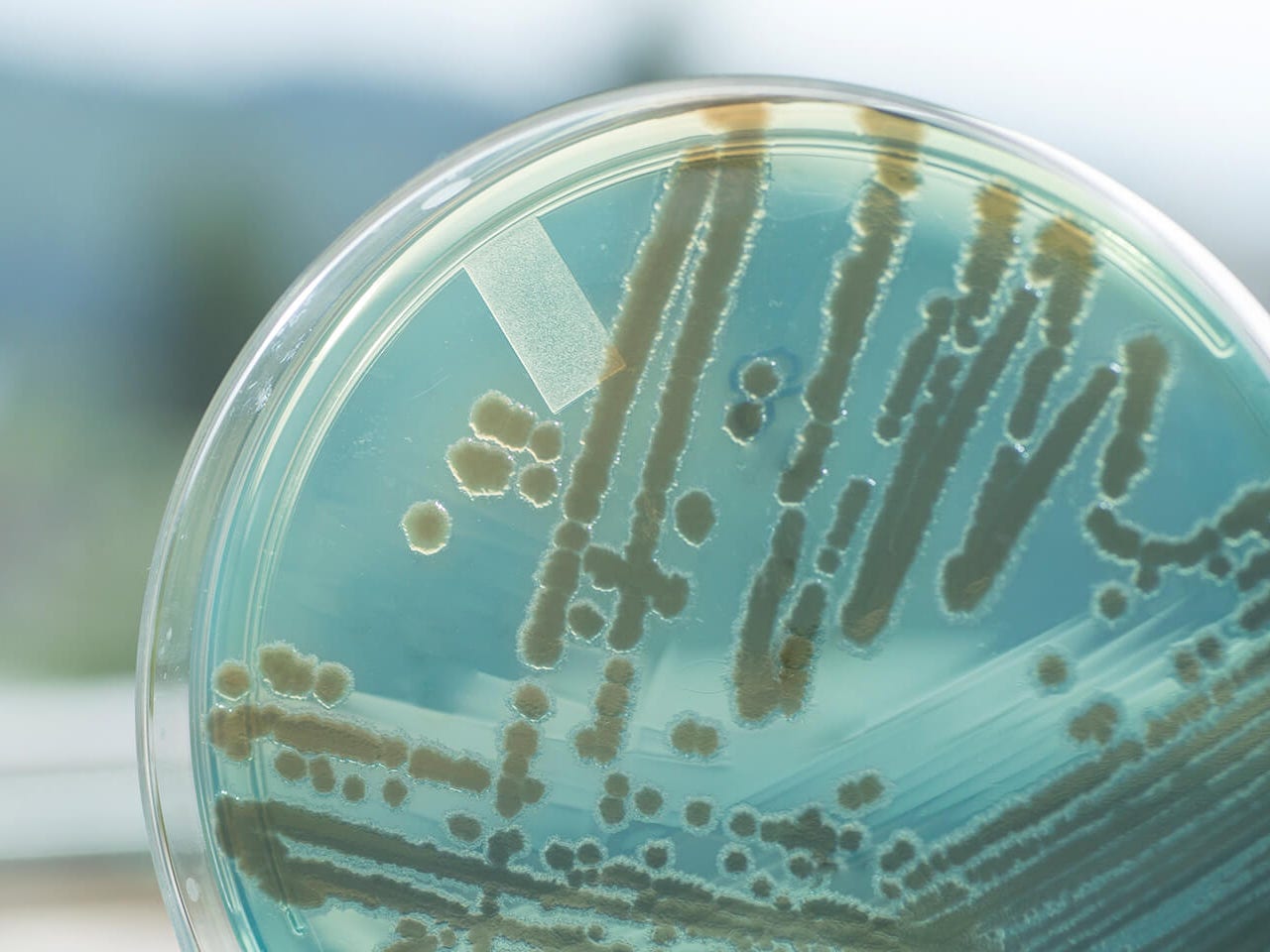 BIO‑CEL MBR – Micropollutant Removal