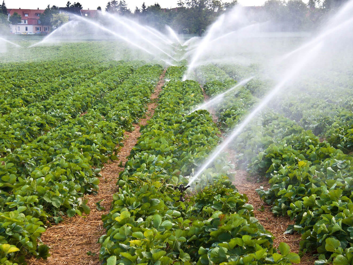 Tratamiento de aguas residuales para regadío