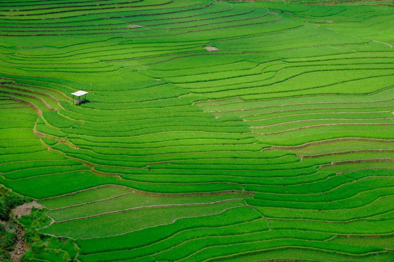 Rice_Field_RGB_0119_4512x3008px_72dpi