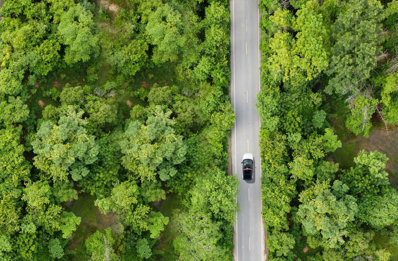 green-forest-with-road