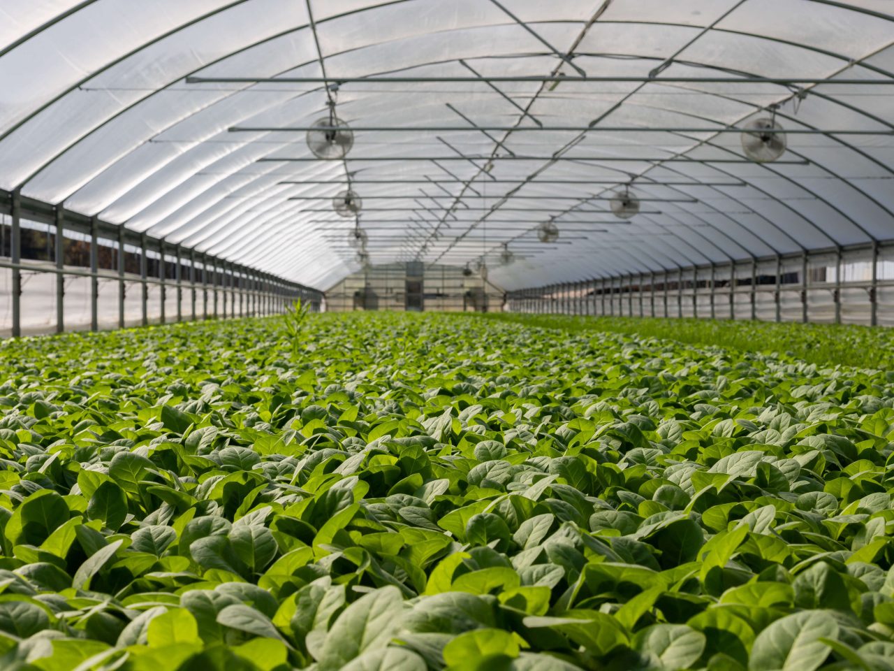 Agricultural filters for indoor farming, by MANN+HUMMEL