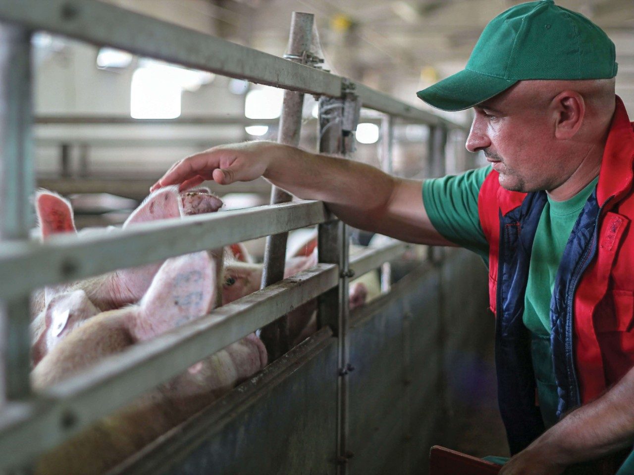 Filtertechnologien für die Schweinezucht, exklusiv von MANN+HUMMEL