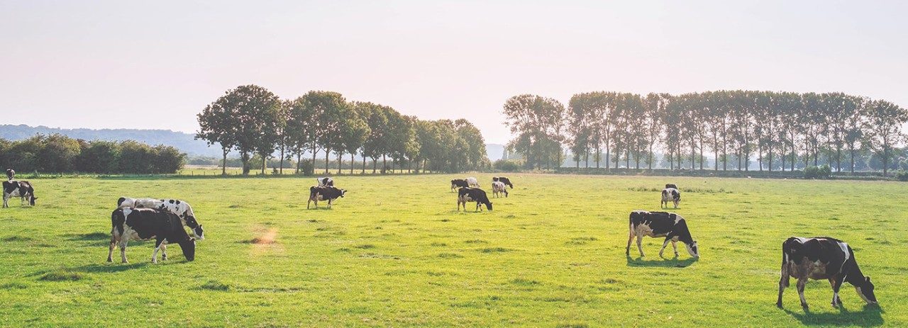Membranfilter für Food & Beverage Anwendungen